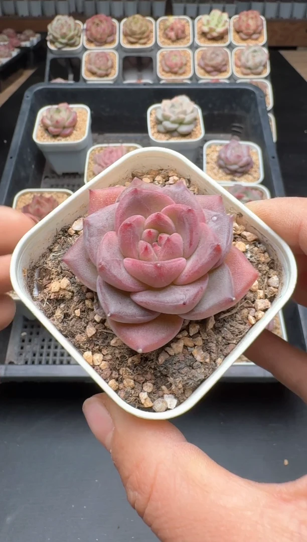 【闪购商品】206A号一物一拍多肉花卉植物拍3颗起发