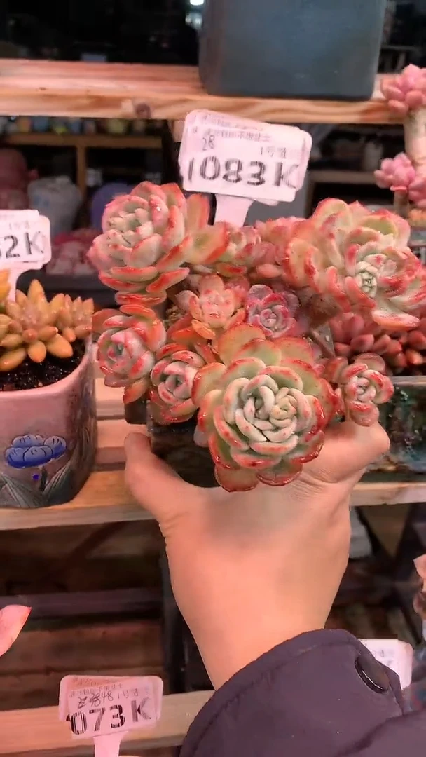 【闪购商品】083KKK