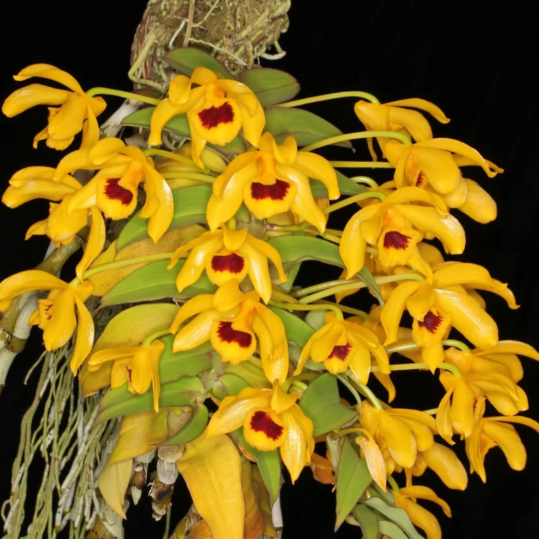 黑喉石斛 花朵浓香稀有石斛（一物一拍）