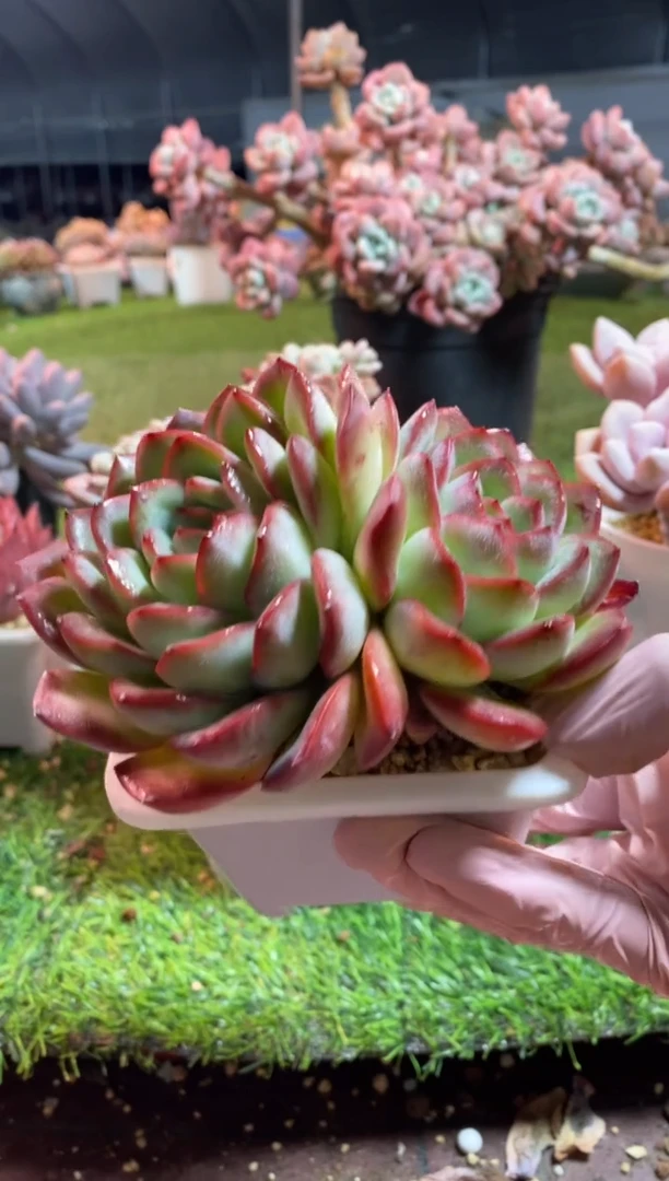 【闪购商品】88888