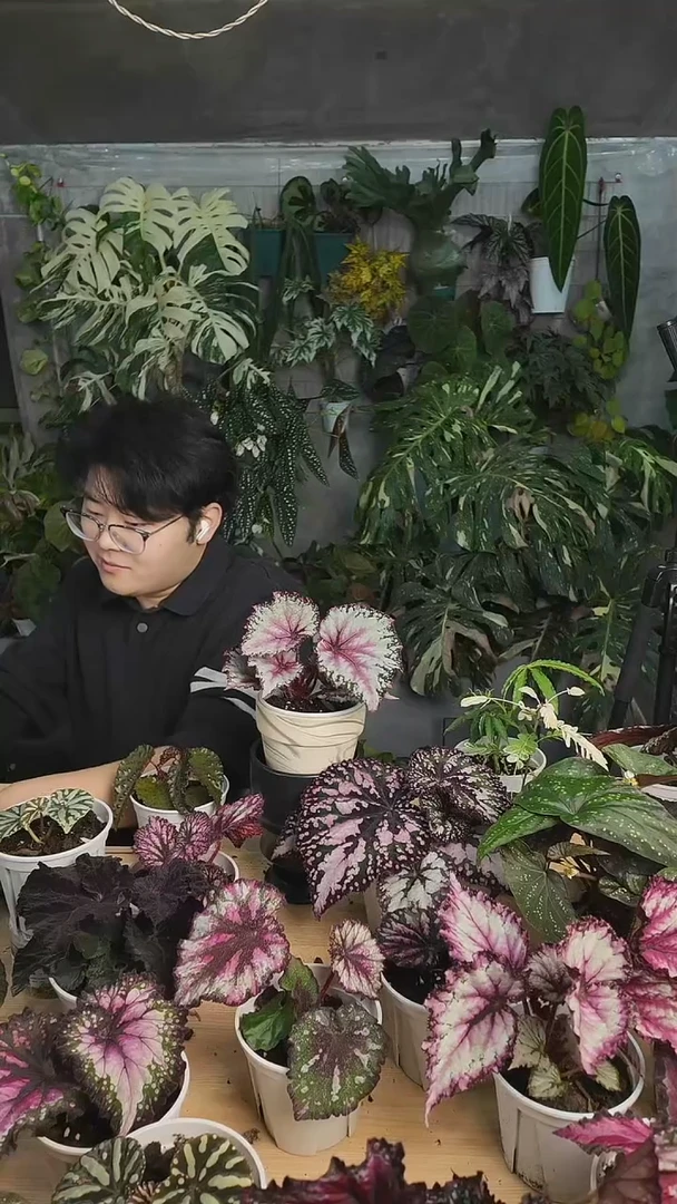 完全开放粉嫩二月秋海棠