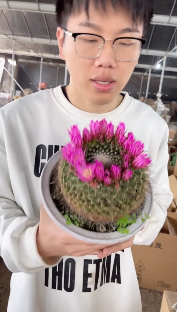 【闪购商品】超大 紫光殿 不指定带花苞