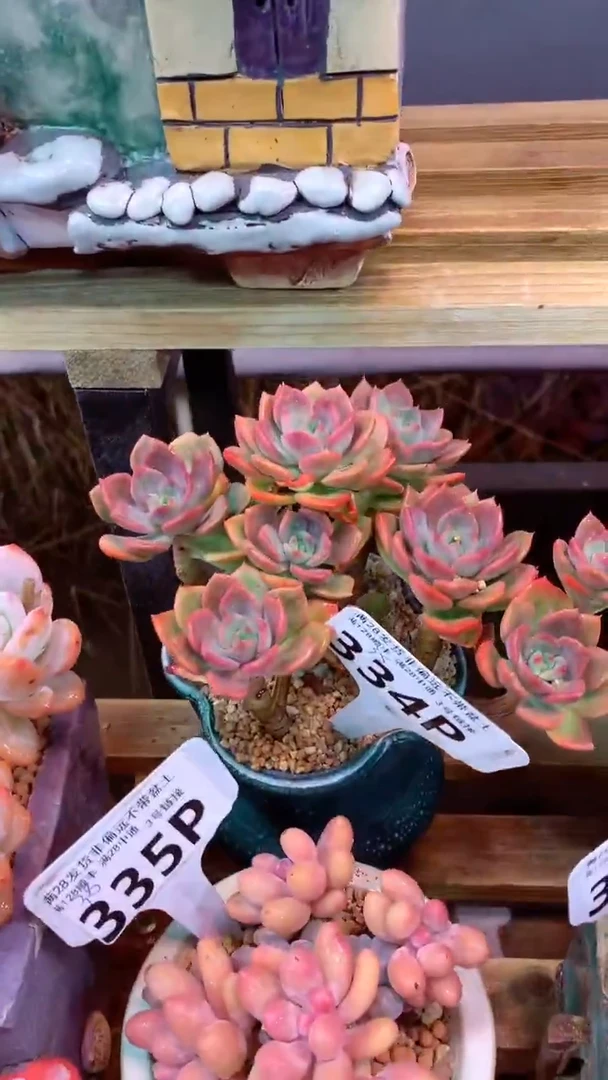 334P  (一物一拍实付满28发货，默认不带盆土）