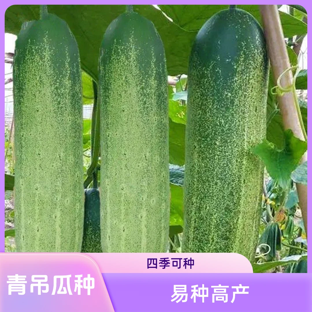 【大青吊瓜种子】花青大吊瓜油绿大黄瓜种籽易种植高产农家四季蔬菜