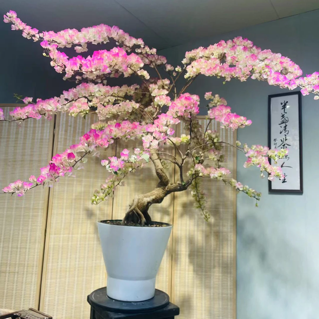 三角梅一物一拍三角梅四季开花爬藤飘枝好养护