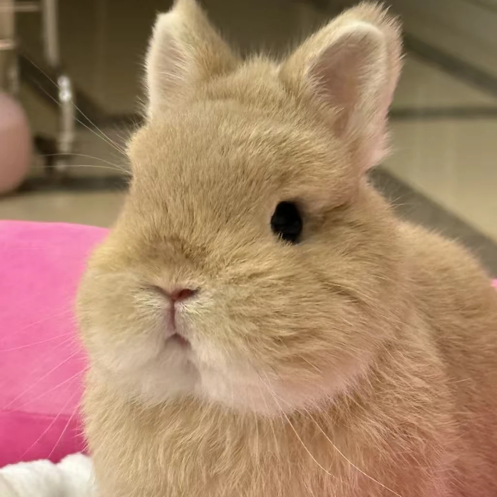 适合家庭饲养亲人无味小体型侏儒兔活体长不大垂耳兔好养宠物兔子