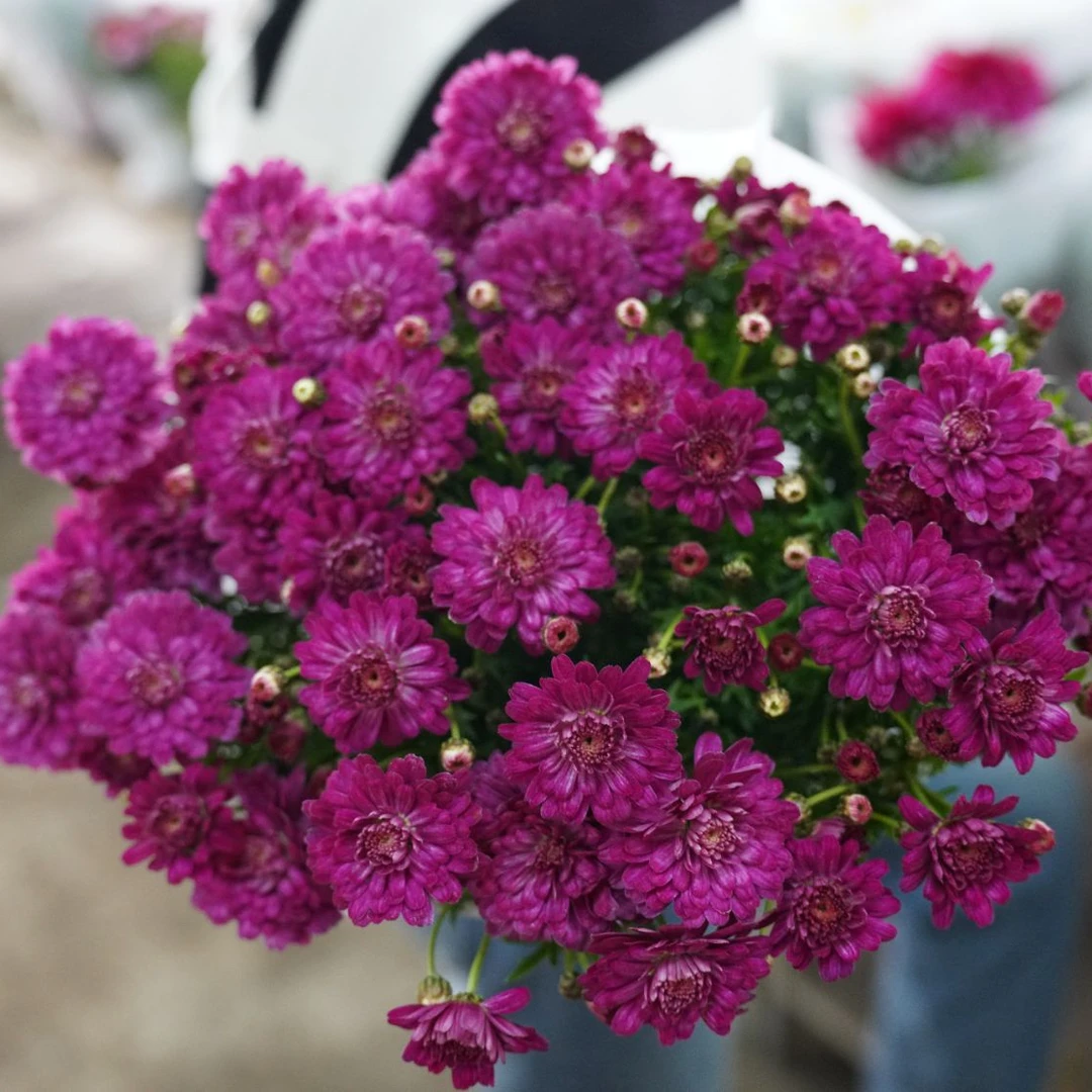 玛格丽特 深紫色 重瓣玛格丽特草本盆栽多年生耐低温耐晒多季节开
