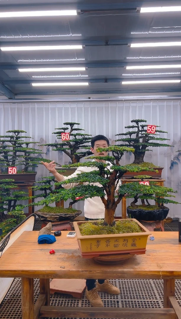 【闪购商品】紫砂精品盆景直播间一物一拍