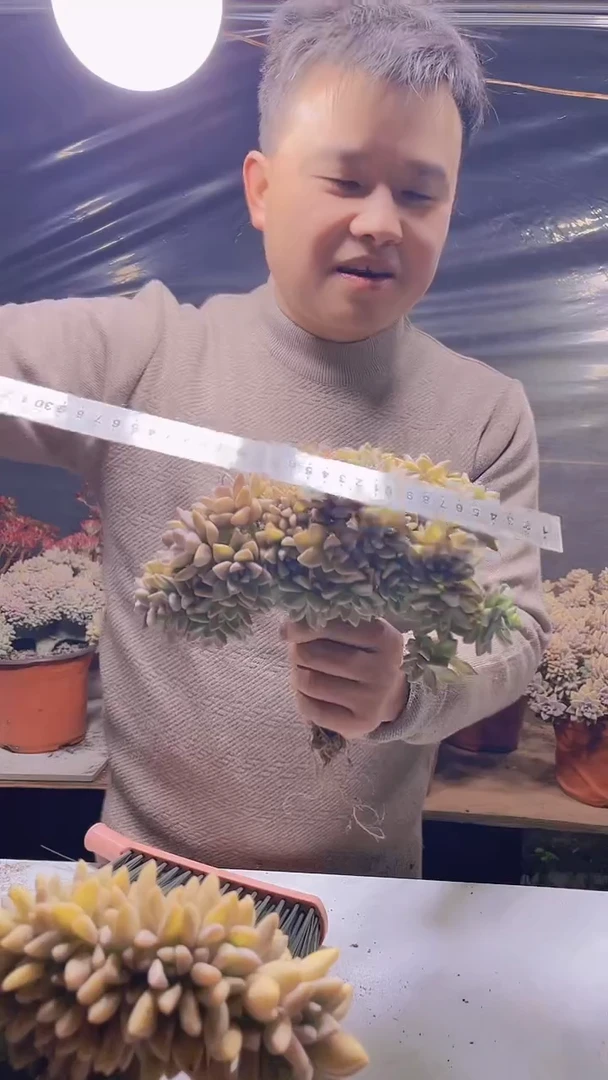 【闪购商品】缀化135