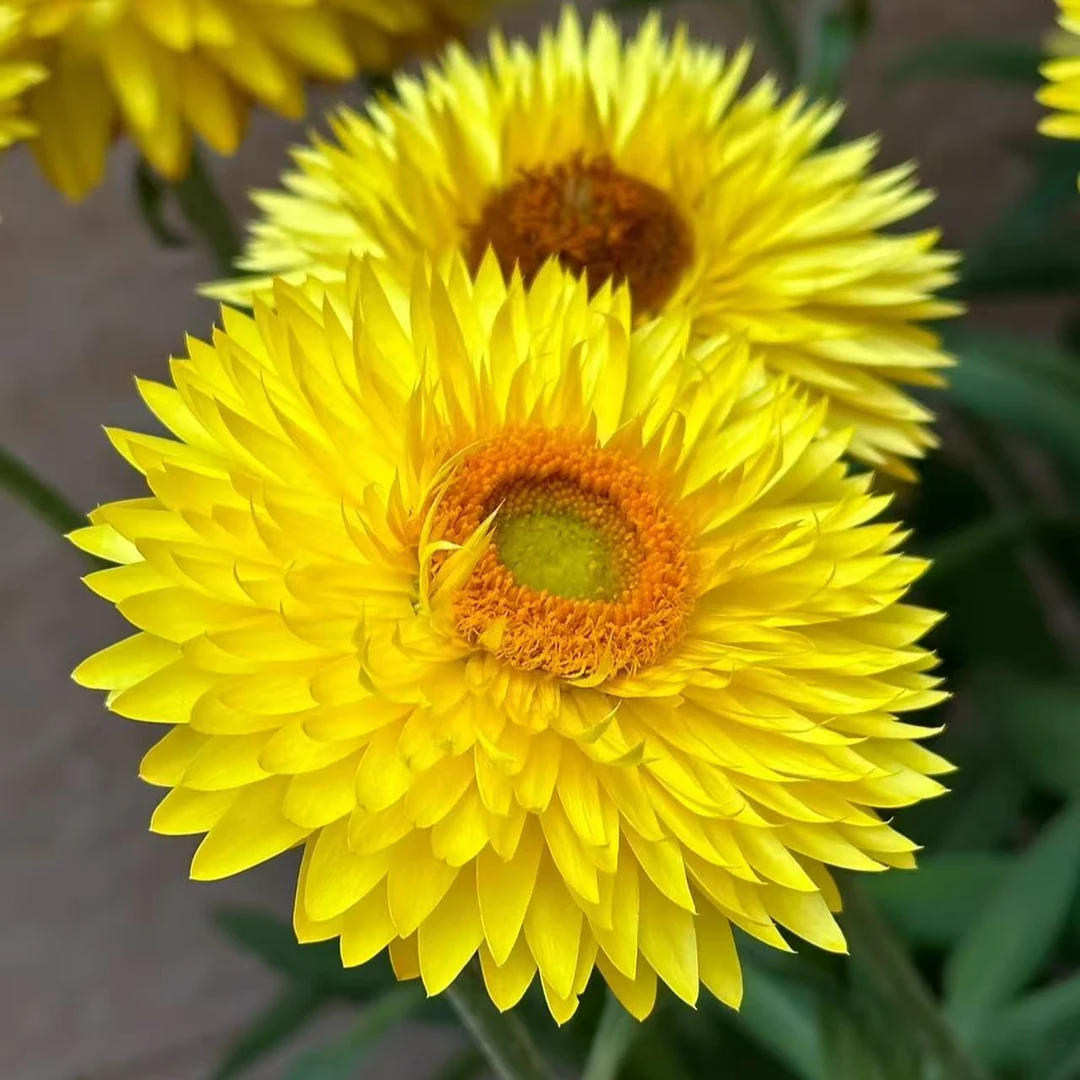 黄色麦秆菊花卉好养易活适合室内阳台庭院盆栽