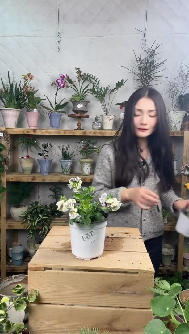 无花朵544角锦育苗盆