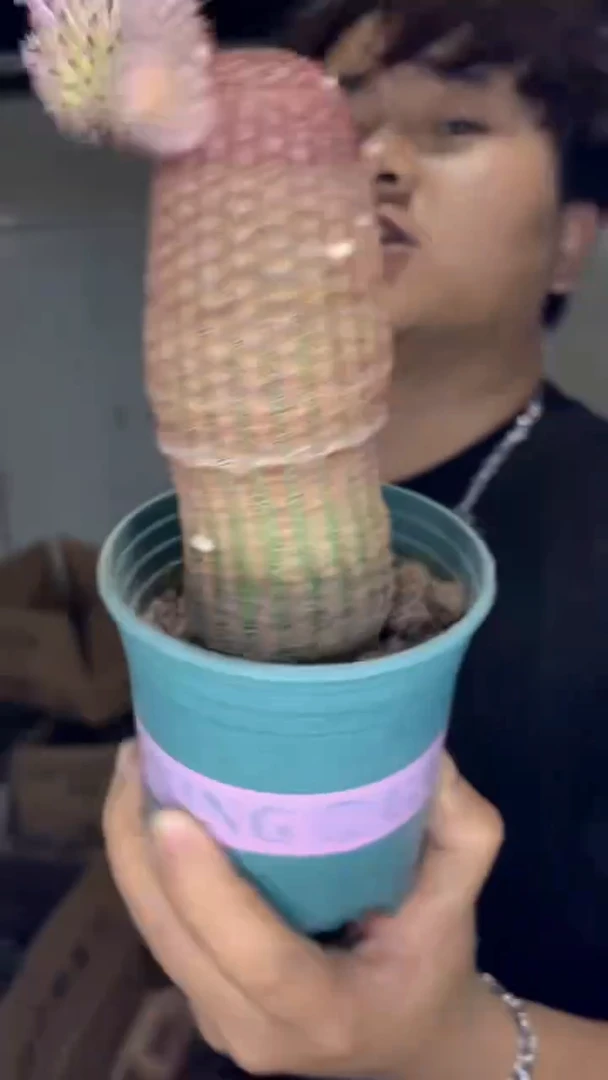 大单头 红太阳【实生根】11-15cm