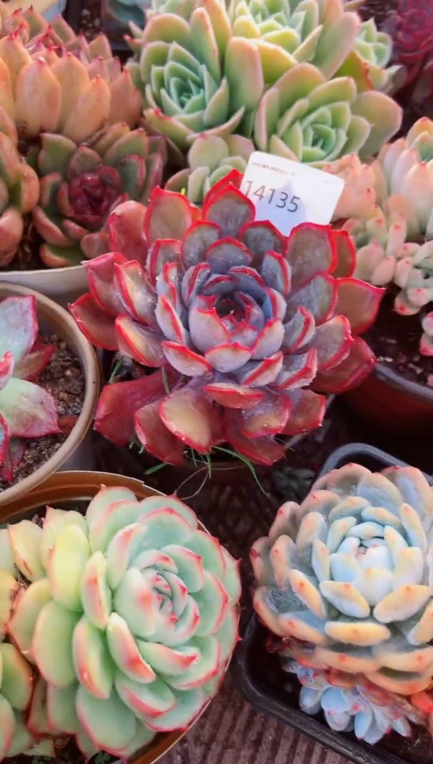 爱*妃多肉植物一物一拍14135