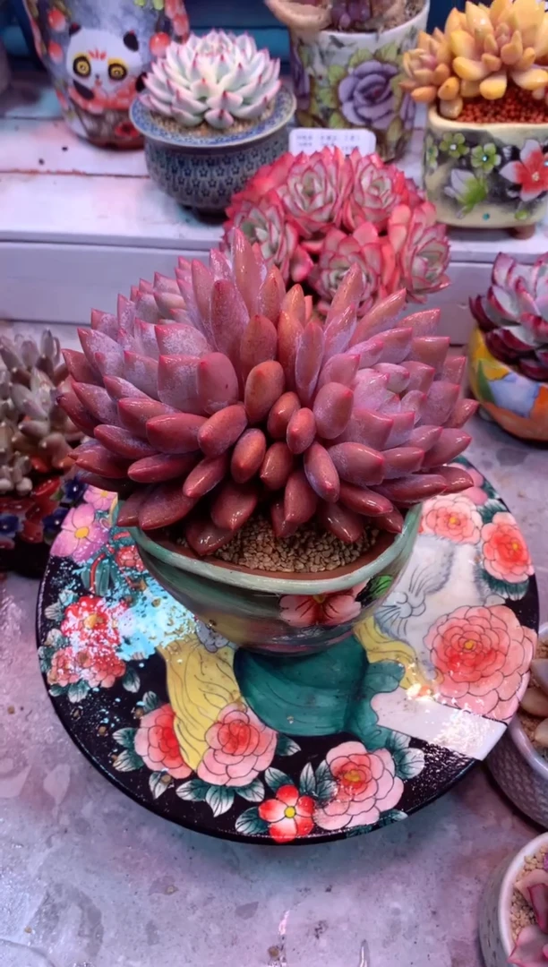 半夏437Z（一物一拍，精品多肉，w所见即所得 ）