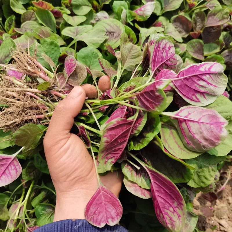 苏北农家自种新鲜蔬菜红苋菜红米苋露天苋菜野菜