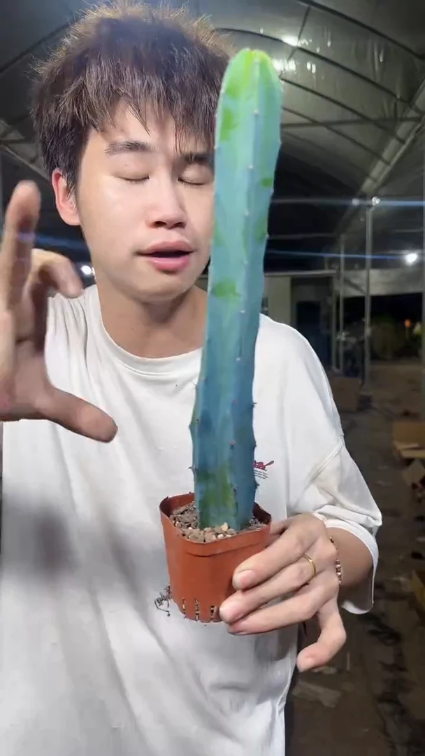 2颗 龙神木 带根