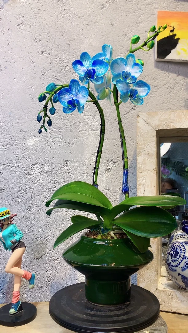 大部分花苞少量开放241植物杂货店，来淘宝吧