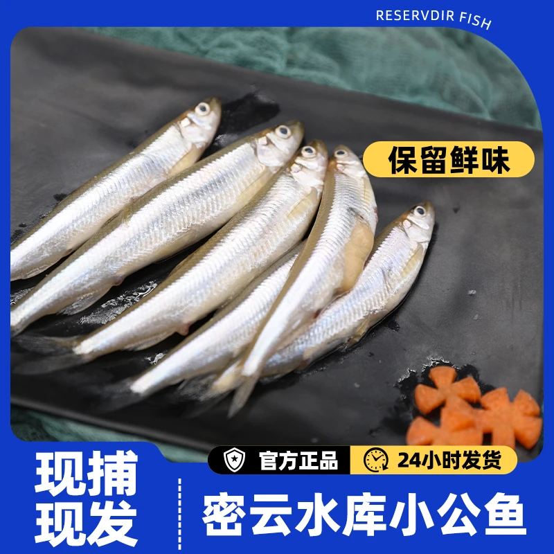 【小公鱼】密之蓝天密云水库现捕现发小公鱼