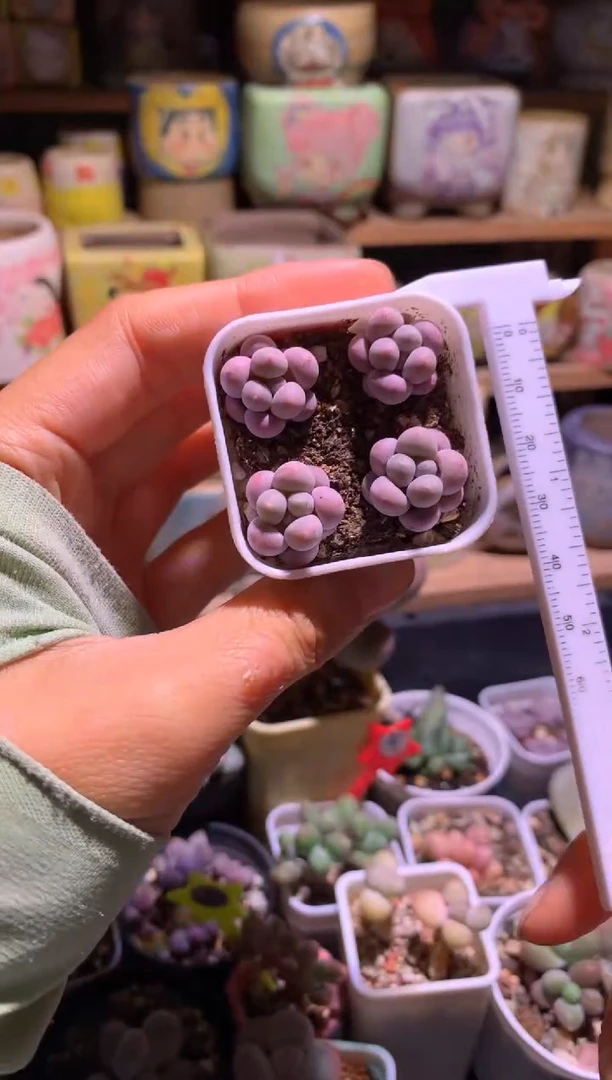 樱花奶酪多肉一盒带盆
