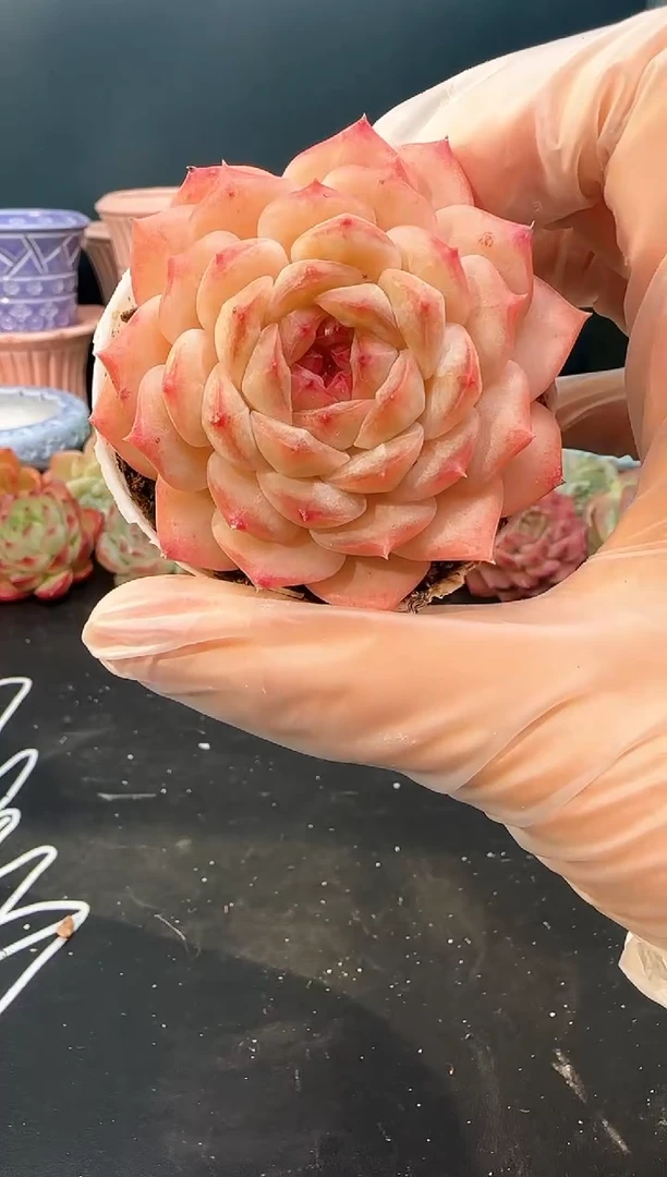 2 800 z0695   （冠幅 6 cm）