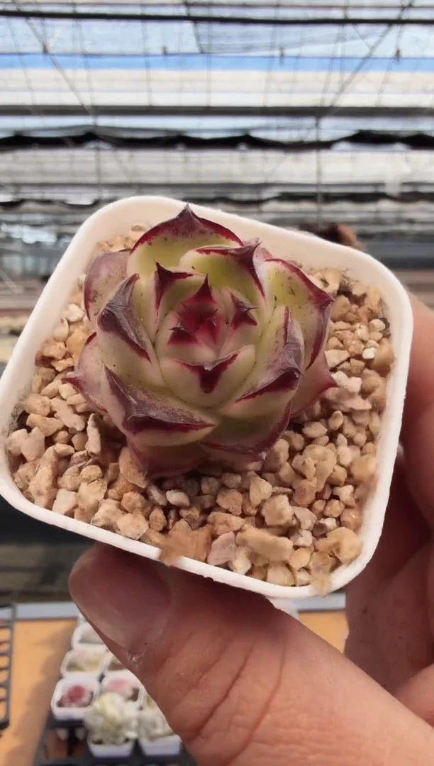 东云多肉园新款-263