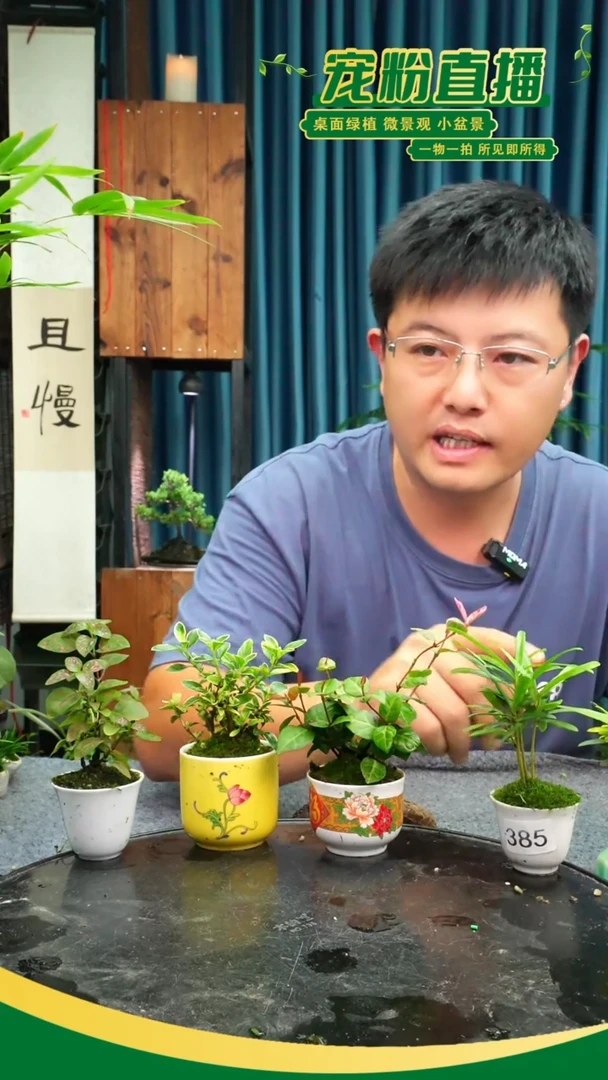 无花朵燕*扬苔藓微景观385号