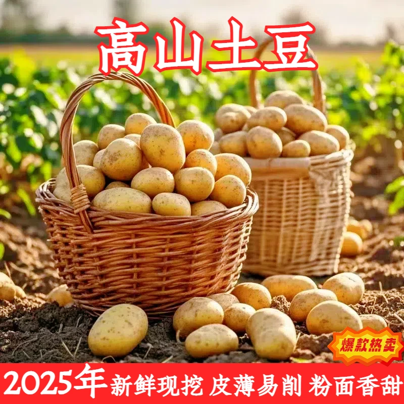 重庆新鲜高山土豆本地洋芋高山土豆新鲜现挖马铃薯农家种植