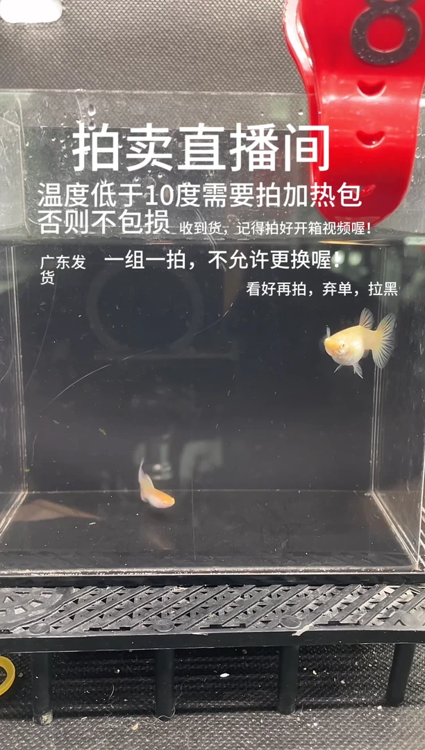 孔雀鱼金粉  两条 编号  8