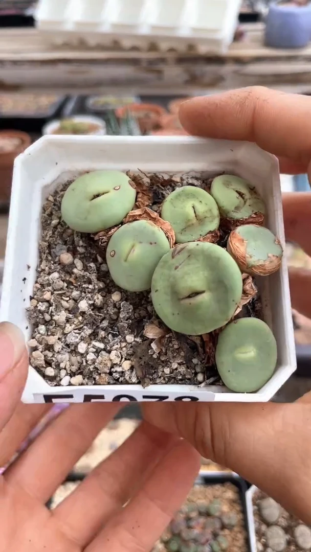 5078直播一物一拍