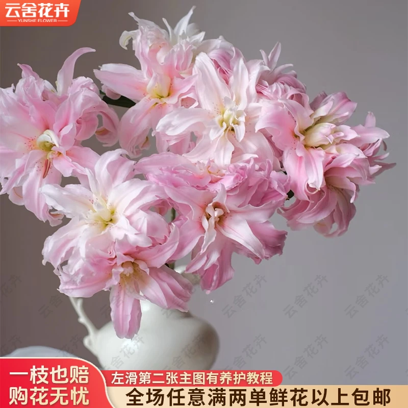 【云舍花卉】【粉蝶】重瓣百合全场鲜花任意满两及以上包邮发货
