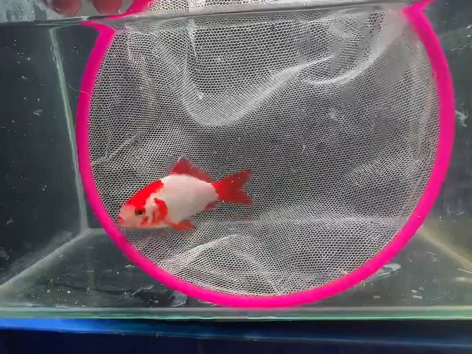 金鱼短尾草金专用链接102