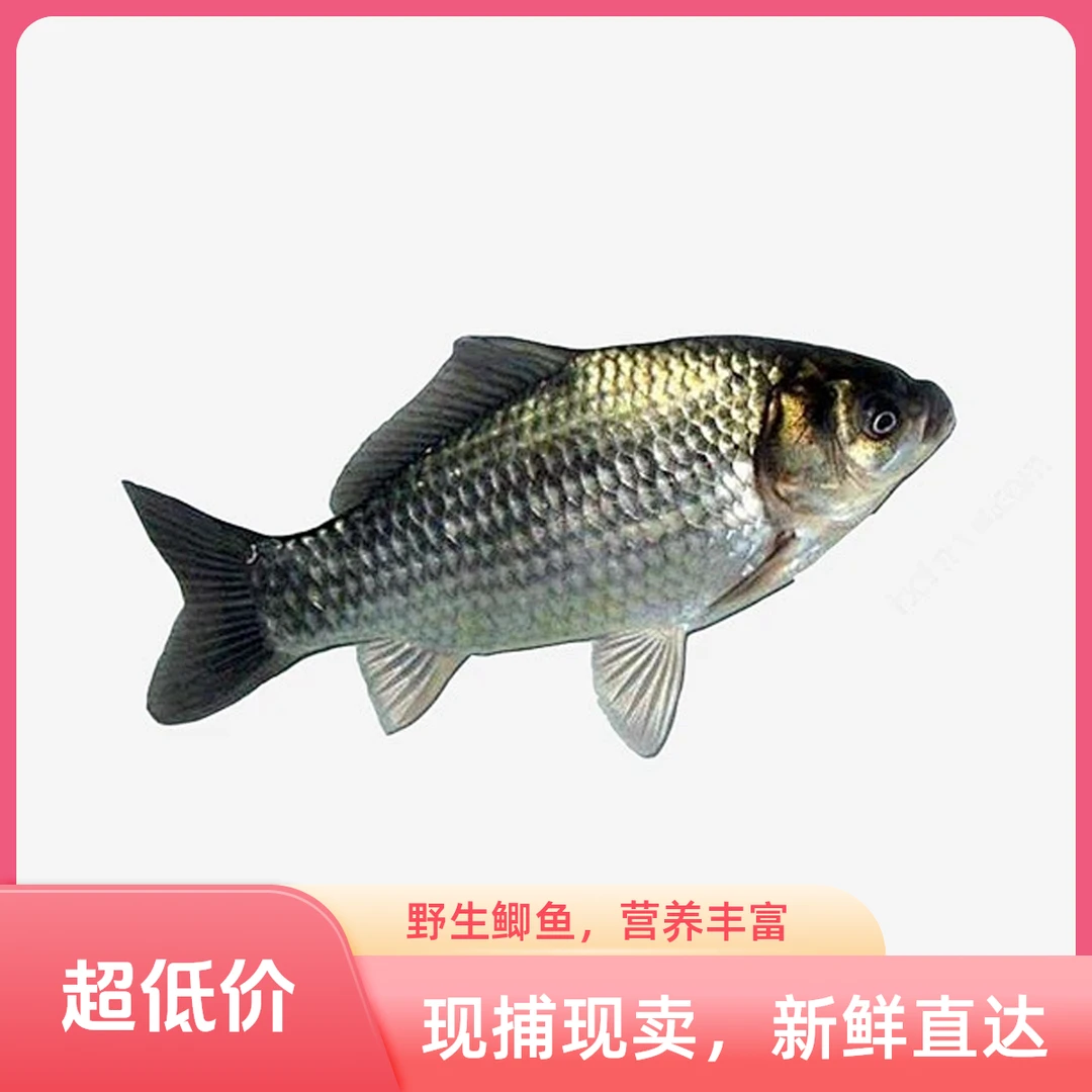 鲫鱼顺丰活鱼活发