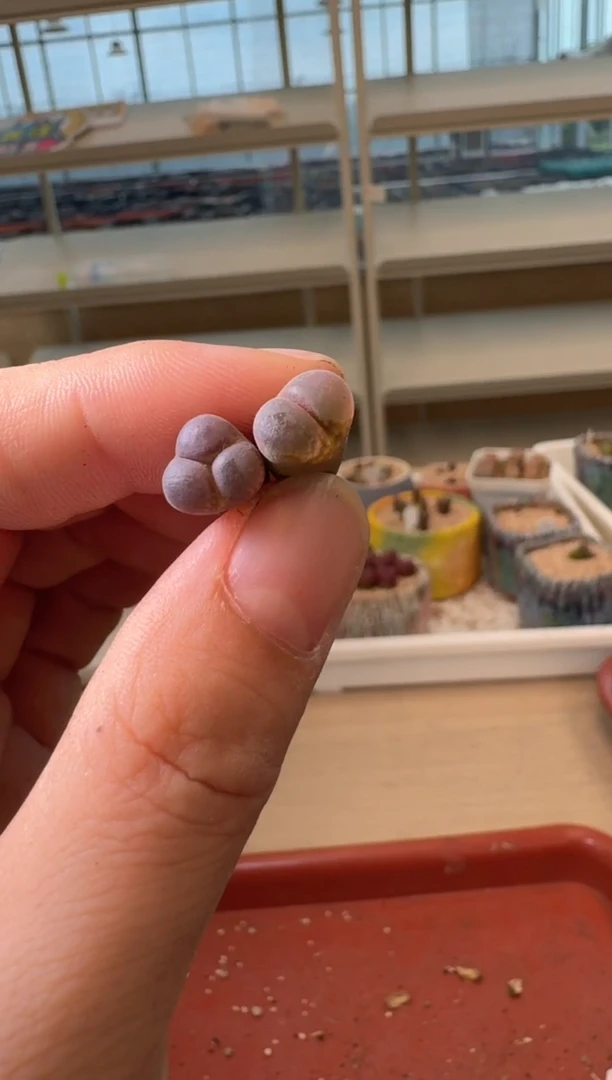 13-192多肉植物肉锥