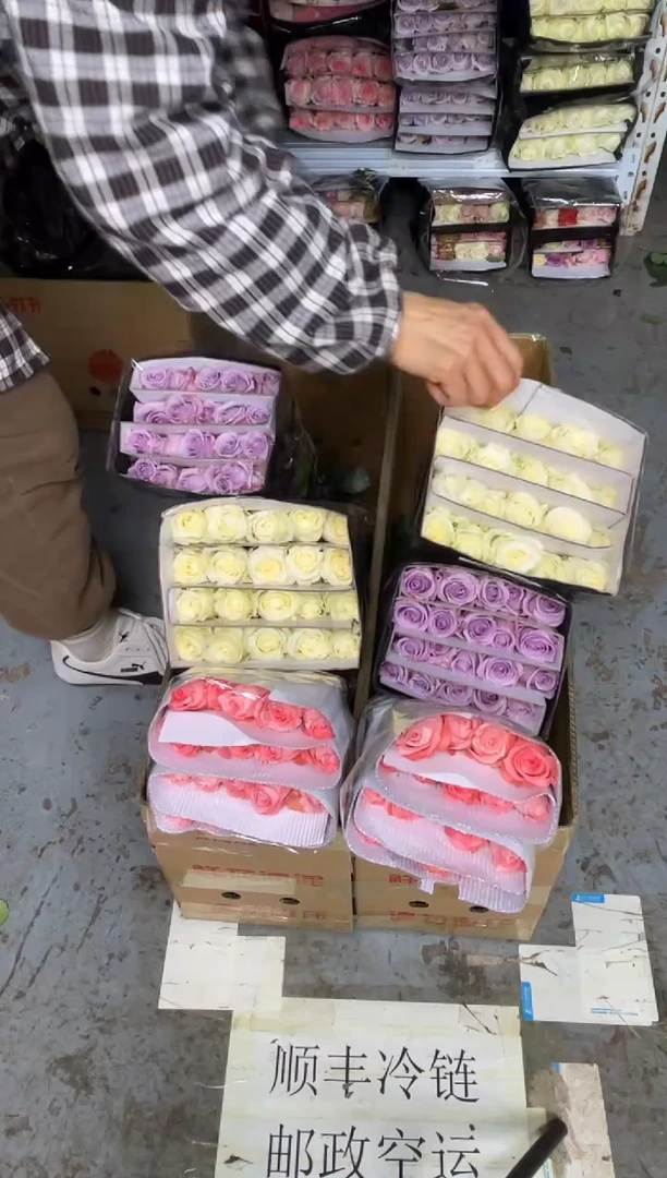 骄傲20枝+戴安娜20枝+海洋之歌20枝