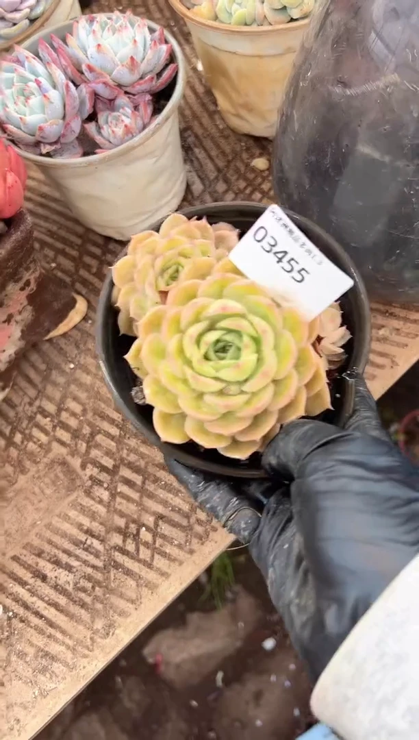 小*多肉植物一物一拍03455