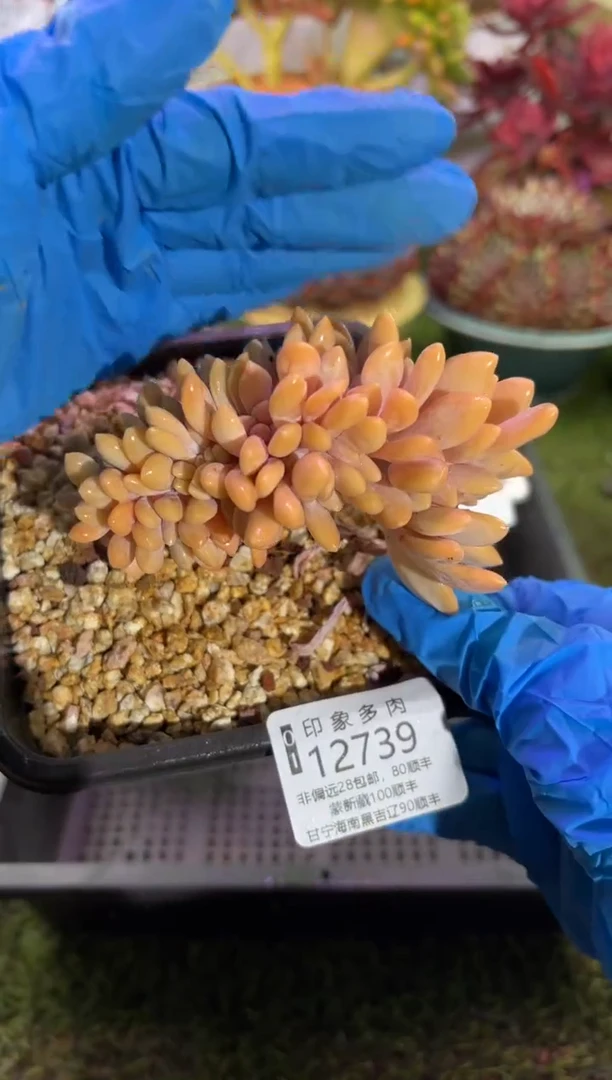 【闪购商品】12739