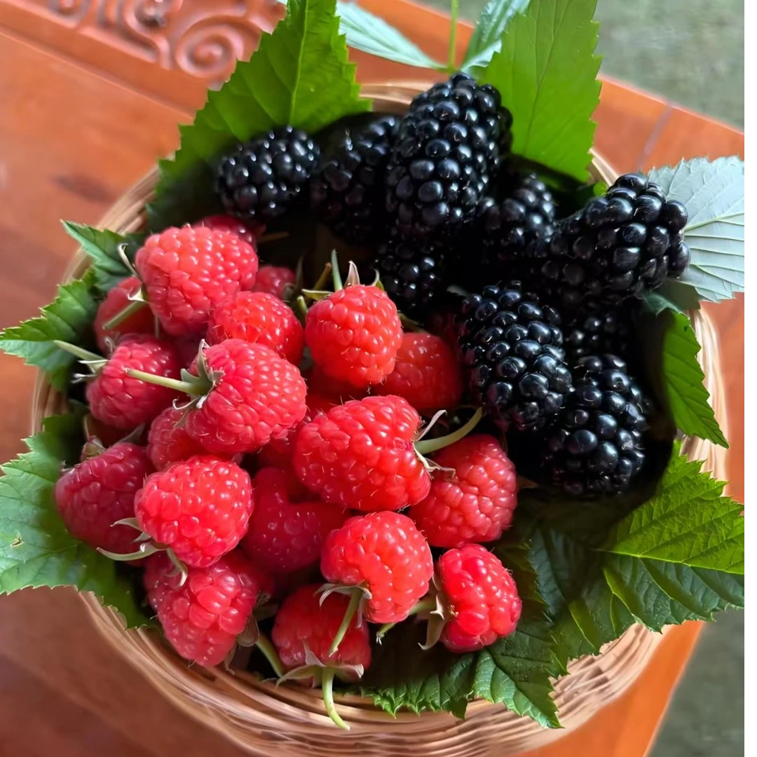 永欣2号红树莓苗覆盆子果树苗盆栽南方北方种植