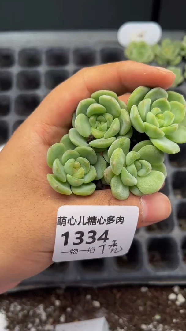 1334 T秃多肉植物