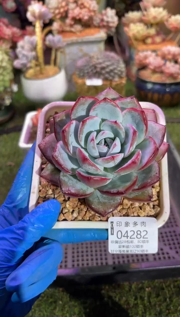 【闪购商品】04282