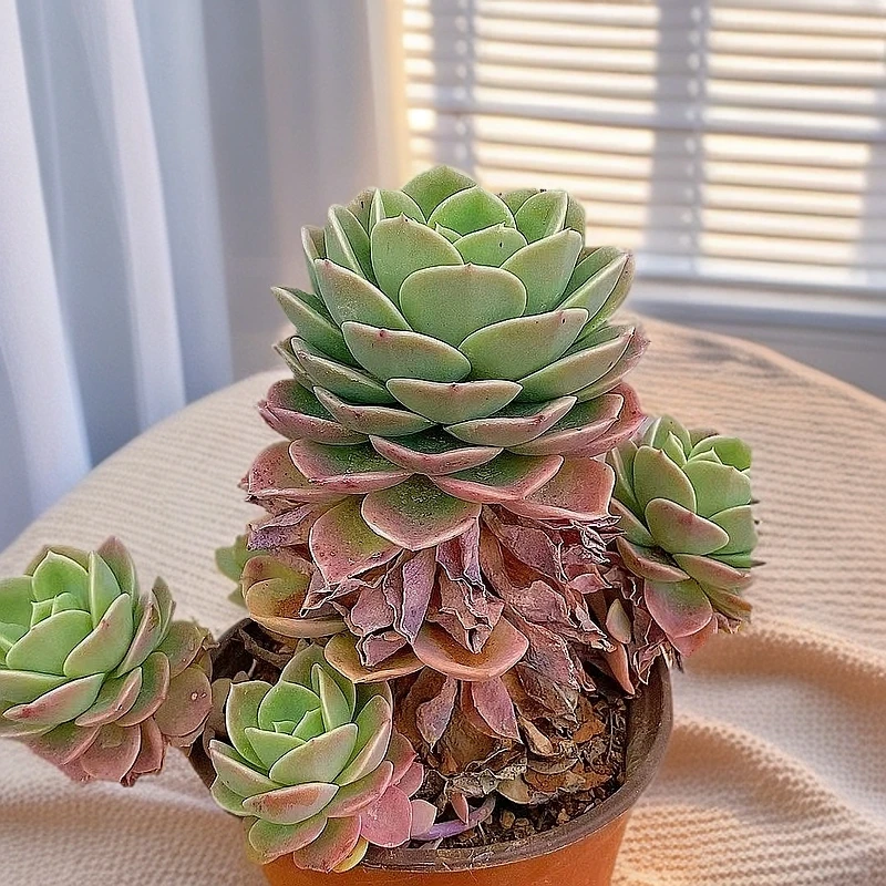 哈密瓜老桩  熊猫多肉（满19包邮）脱土发  庭院美观  净化空气