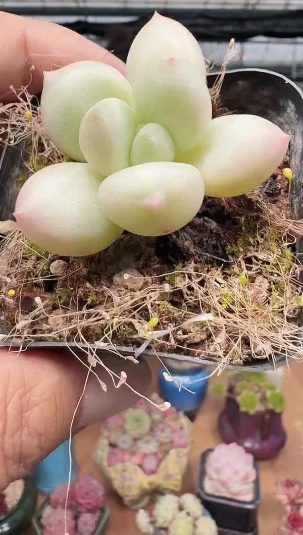 东云多肉园新款-200