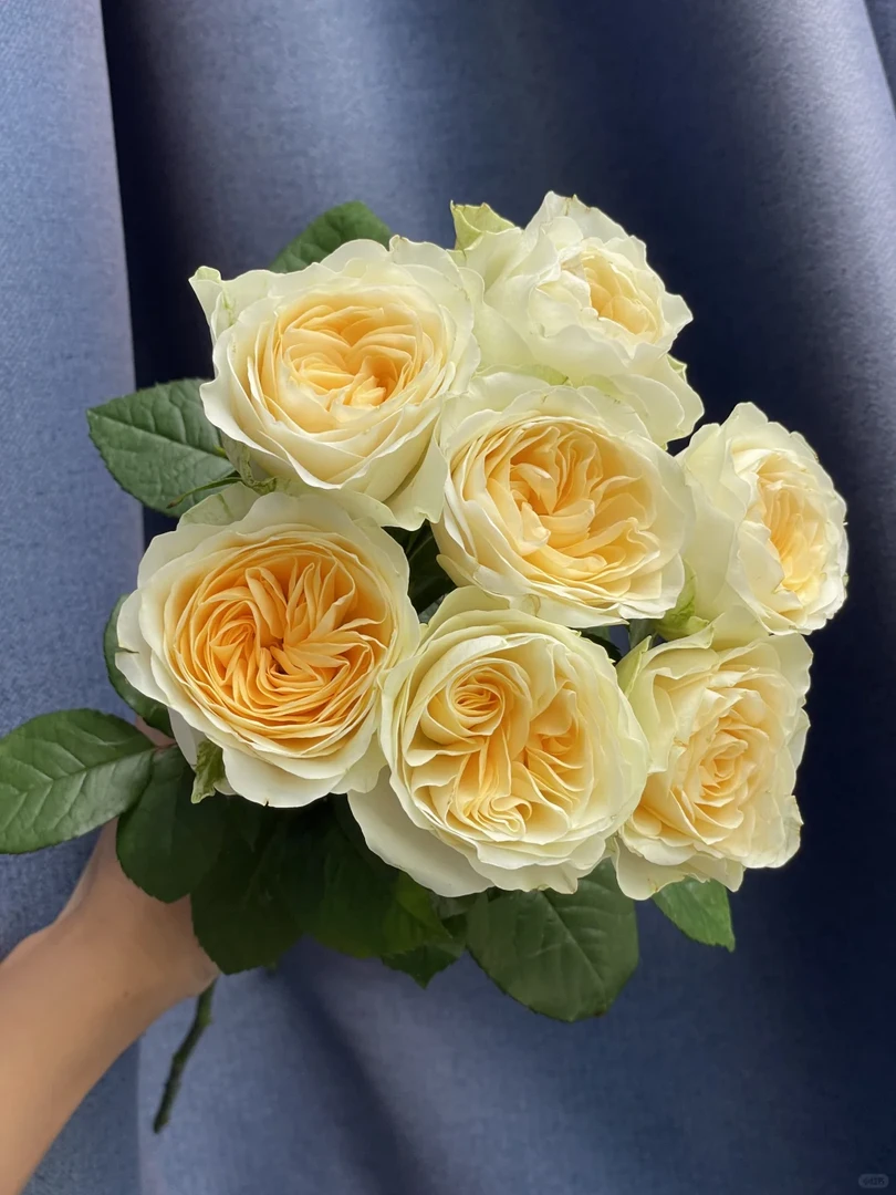 奶油杯玫瑰10枝