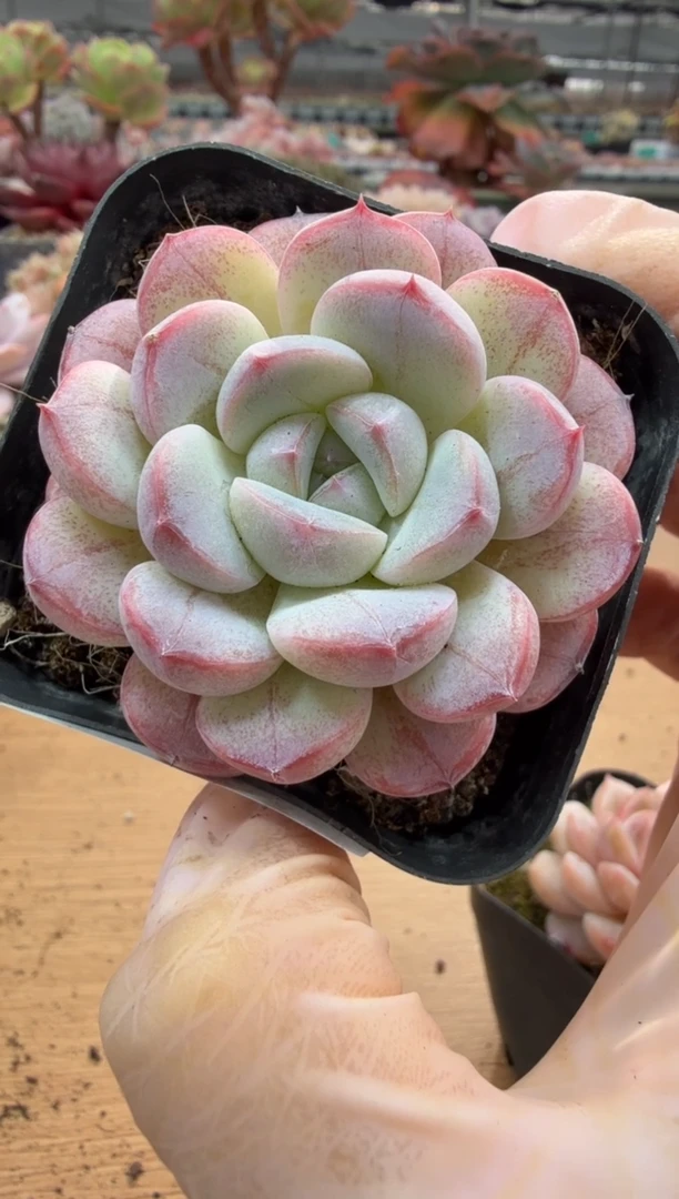 东云多肉园二店-90