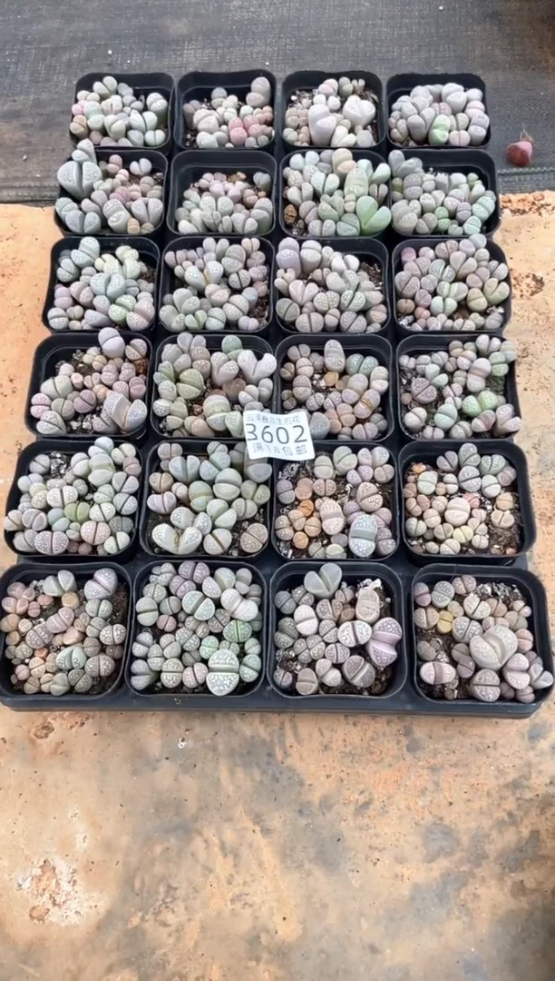 3602特价茧型玉有疤瑕疵发货1盒量拍