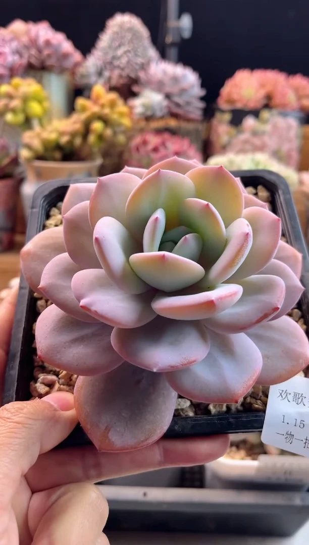 【闪购商品】1.15-15奶茶