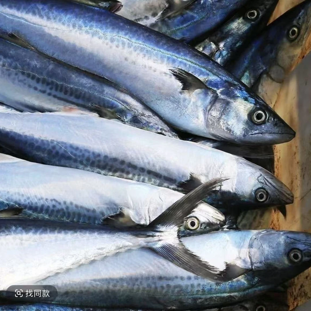 野生海捕鲅鱼/马鲛鱼4.8斤（1.1-1.3斤/条） 速冻锁鲜顺丰包邮