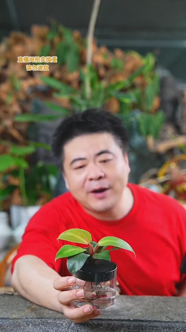 当前无花栽培后可以开花玫瑰蔓绿绒337+