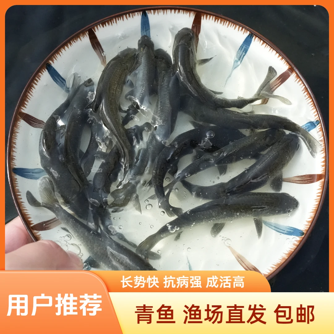 【活体】青鱼螺丝青（4-25cm）观赏鱼淡水鱼冷水鱼