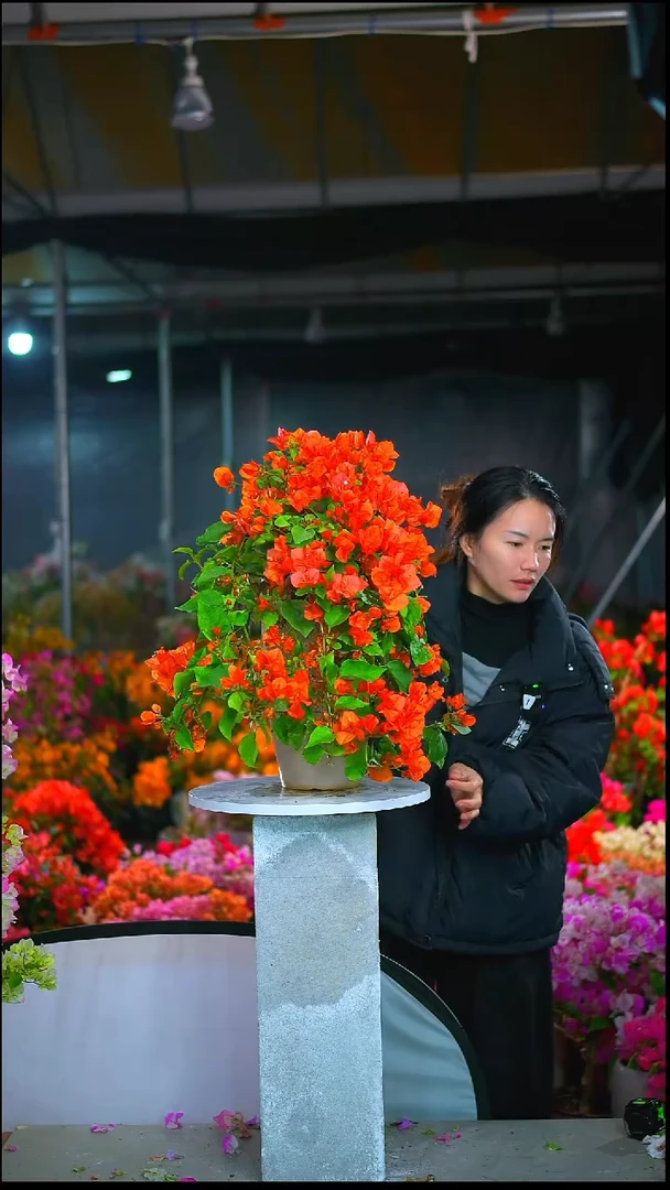 大部分开放少量花苞泰国橙