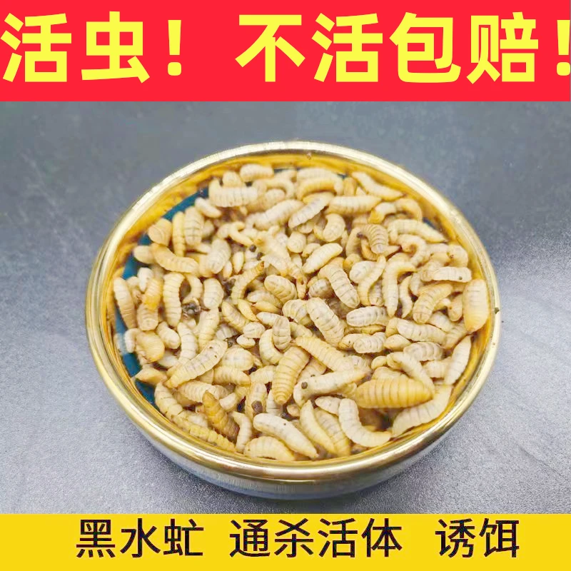 【高蛋白饵】高蛋白鱼饵钓鱼幼虫鲫鱼鲶鱼罗飞鲤鱼翘嘴黄辣丁通杀饵